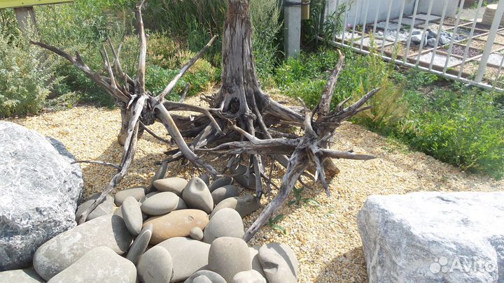 Коряги и корни