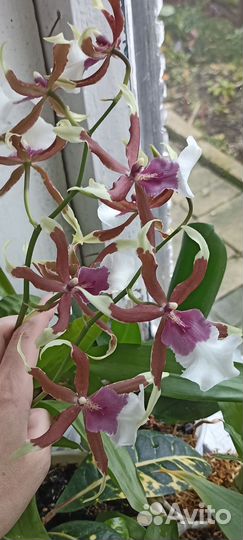 Орхидея камбрия