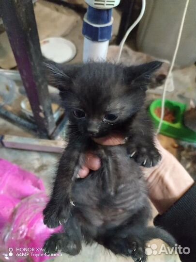 Котенок в добрые руки