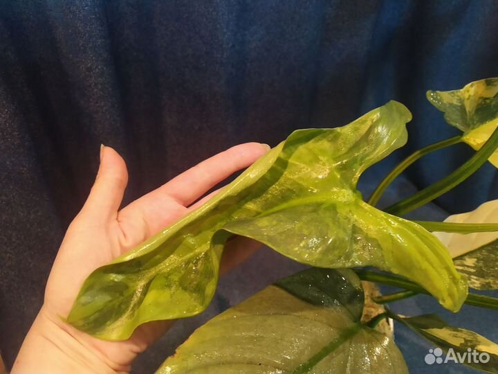 Филодендрон Silver Sword