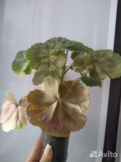 Пеларгония