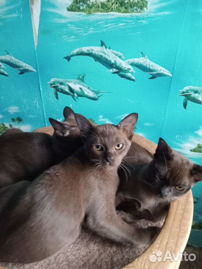 Продам котят