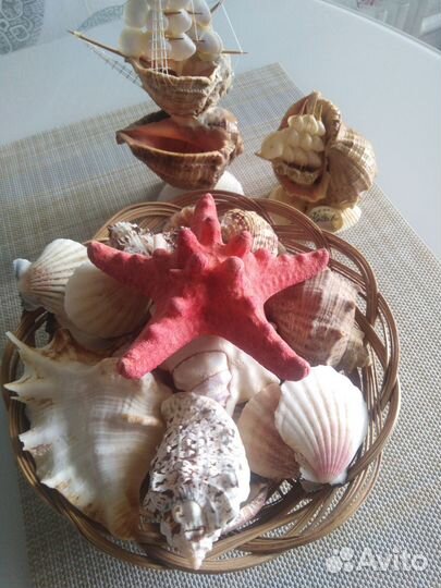 Морские ракушки