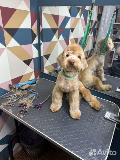 Груминг в салоне