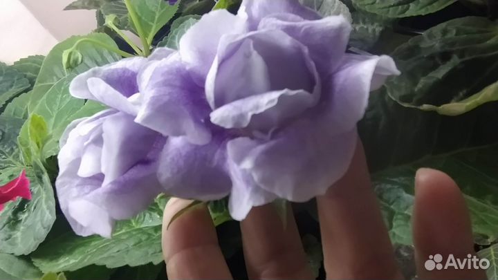 Глоксиния цветущая