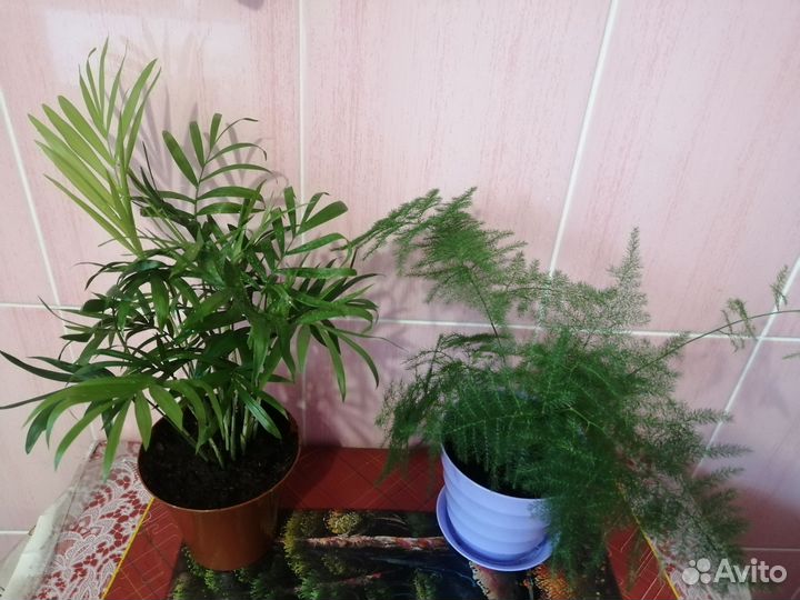 Комнатные цветы