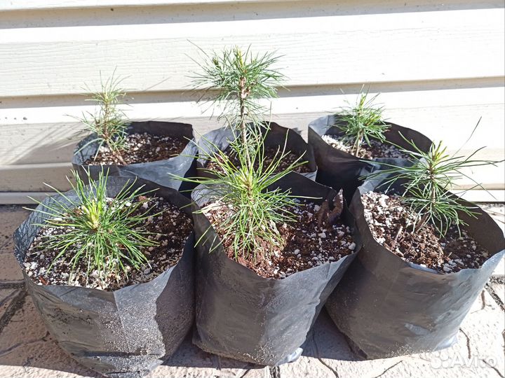 Саженцы кедра сибирского