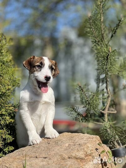 Джек Рассел терьер