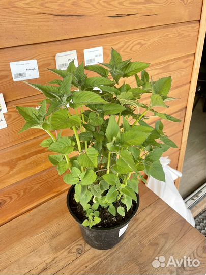 Многолетние цветы