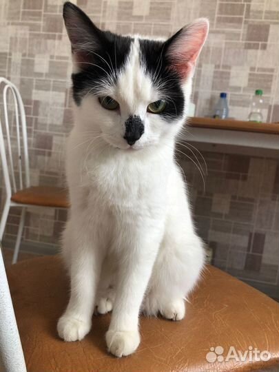 Котята в добрые руки бесплатно