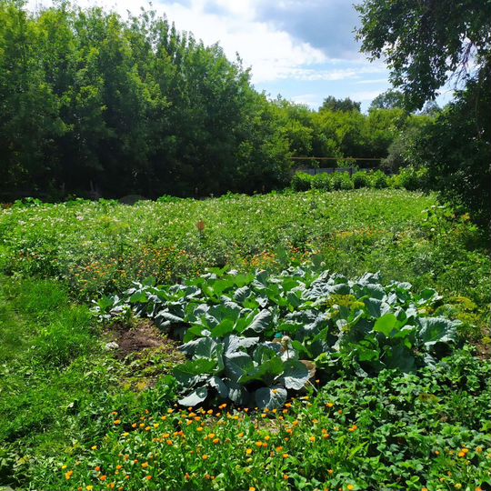 Участок 11 сот. (ИЖС)