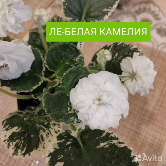 Фиалка сортовая