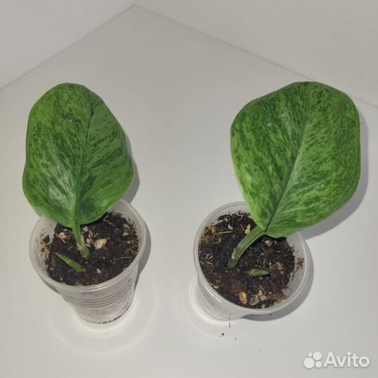 Сциндапсус Mint