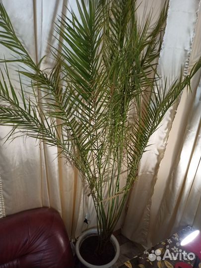 Пальма финиковая