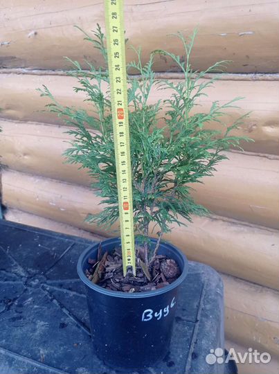 Туя Вудварди