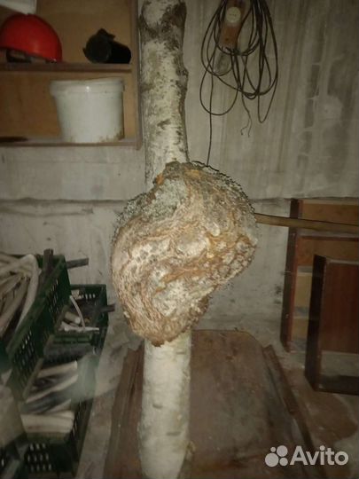 Кап (Сувель) Береза