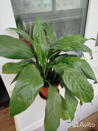 Спатифиллум