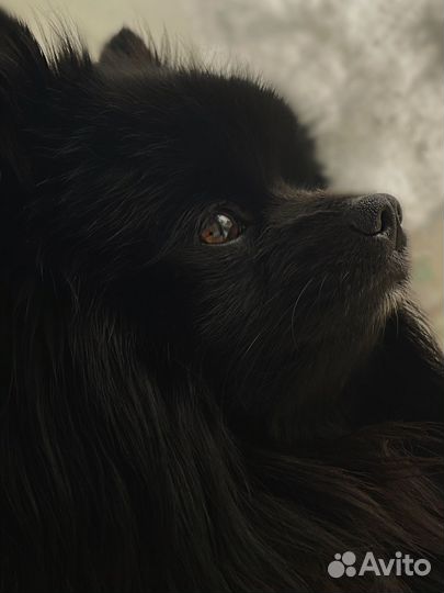 Вязка кобель шпиц