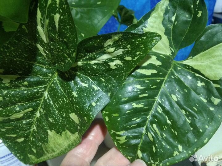 Сингониумы, сциндапсусы