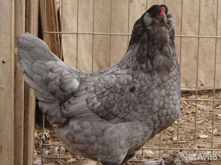 Яйца инкубационные Амераукана