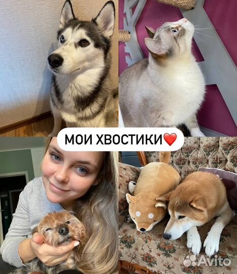 Vip Индивидуальная Передержка собаки