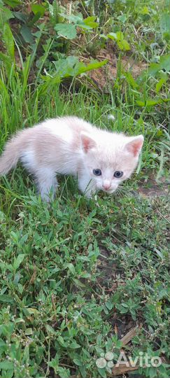 Котята отдадим бесплатно
