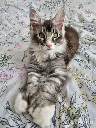 Мейкун котенок мальчик - полидакт