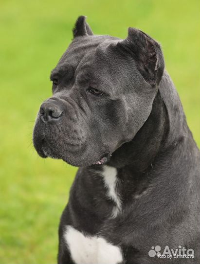 Кане корсо вязка