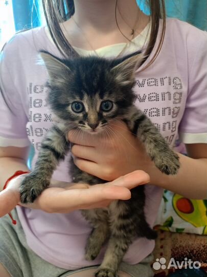 Котенок в добрые руки (девочка)