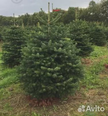 Сосна 1,5м - 2м оптом и в розницу