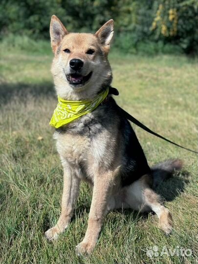 Великолепный пес Феникс ждет маму