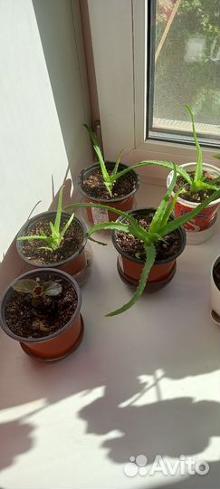 Алоэ столетник