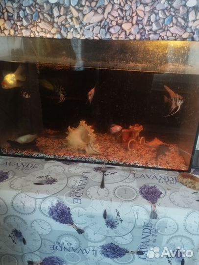 Аквариум с рыбками