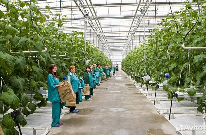 Овощевод Вахта, Белгород, Москва