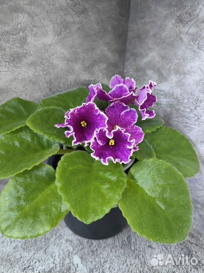 Сортовые фиалки цветущие