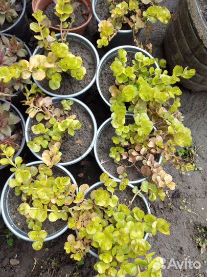 Вербейник монетчатый Лизимахия