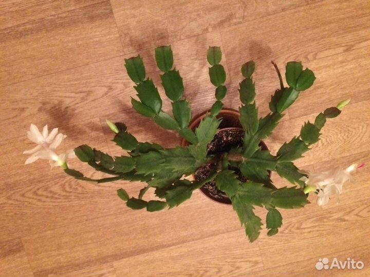 Саженцы декабриста