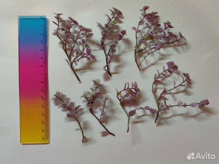 Каллизия Розовая Пантера Pink Panther