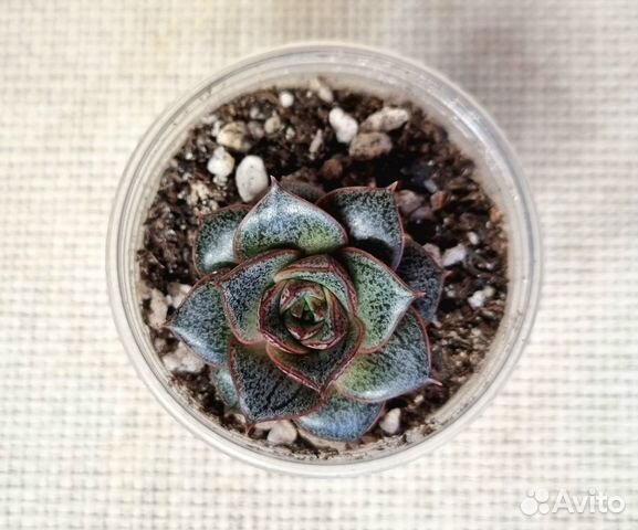 Эхеверия Пурпузорум - Echeveria Purpusorum купить в Санкт-Петербурге по ...