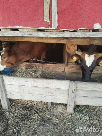 Бычок и телка