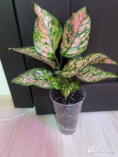 Аглаонемы разные