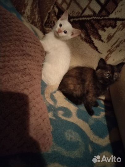Кошка в дар бесплатно