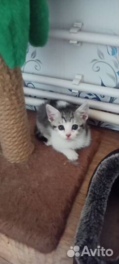 Котята в дар