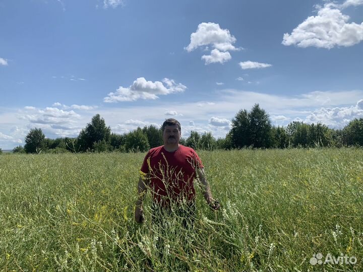 Продам семена донника