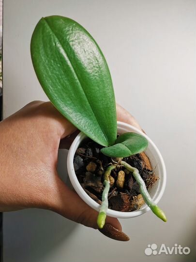 Орхидея phal. Diamond king детка