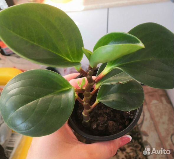 Много цветов