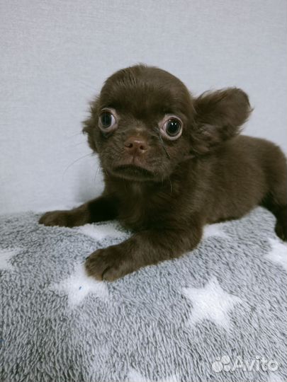 Щенки чихуахуа