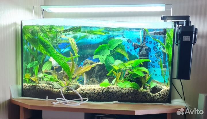 Аквариум