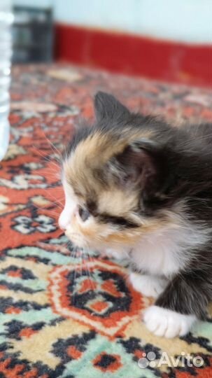 Котята в добрые руки бесплатно