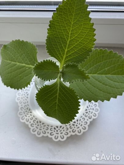 Мята комнатная (Плектрантус)